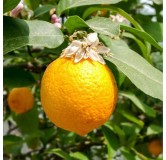 Citrus volkameriana (De Semis) / Citron Volkamer