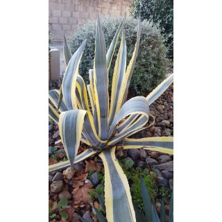 Agave americana 'Marginata' / Agave d'amÃ©rique panachÃ© jaune