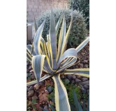 Agave americana 'Marginata' / Agave d'amÃ©rique panachÃ© jaune