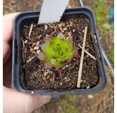 Sempervivum 'Orange Glow'