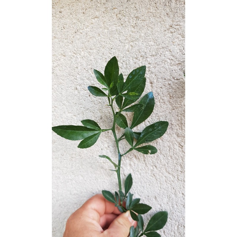 Citrus Forner AlcaideÂ® 5 / Agrume Hybride FA5Â®
