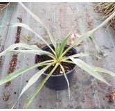 Yucca 'Silver Anniversary'