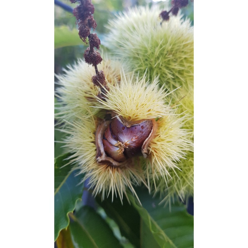 Castanea sativa / ChÃ¢taignier commun