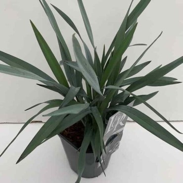 Dianella Blue Stream - pot 5 ltr