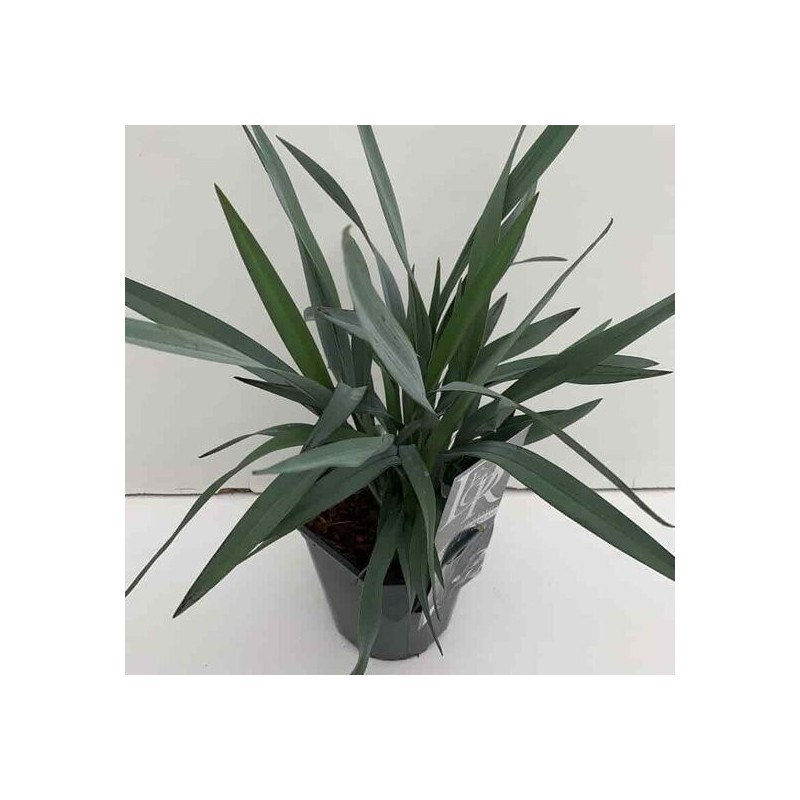 Dianella Blue Stream - pot 5 ltr