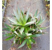 Agave attenuata 'Blue glow' (Multi-TÃªte)