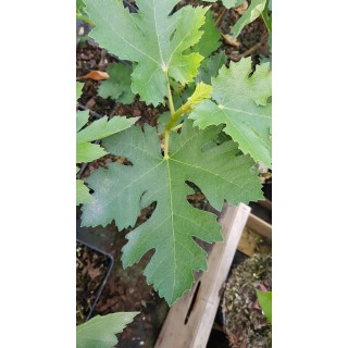 Ficus johannis subsp. afghanistanica / Figuier afghan