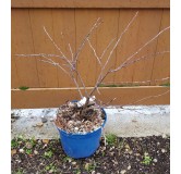 Prunus avium CHERRY BABYÂ® 'Porthos' / Cerisier nain