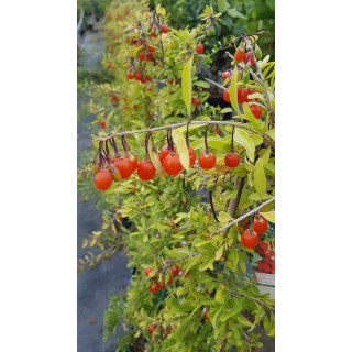 Lycium barbarum GOJIDELYSÂ® 'FPW170803' / Baie de goji