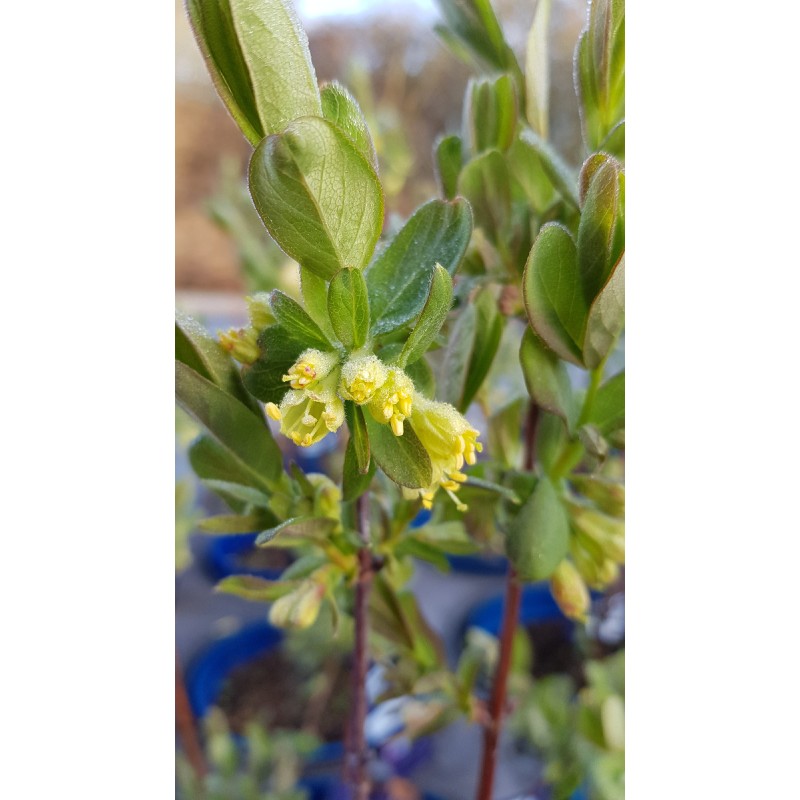 Lonicera caeruela var kamtschatica 'Fruity berryÂ®' / Baie de mai