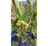 Lonicera caeruela var kamtschatica 'Fruity berryÂ®' / Baie de mai