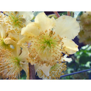 Actinidia deliciosa 'Tomuri' / Kiwi 'Tomuri' (MÃ¢le)