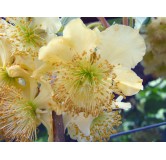 Actinidia deliciosa 'Tomuri' / Kiwi 'Tomuri' (MÃ¢le)