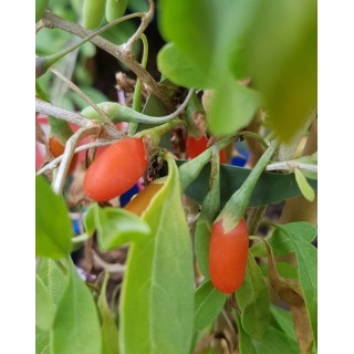 Lycium chinensis 'Sweet SuccessÂ®' / Baie de goji