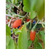 Lycium chinensis 'Sweet SuccessÂ®' / Baie de goji