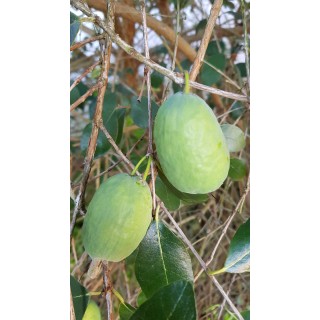 Feijoa sellowiana / Goyave verte