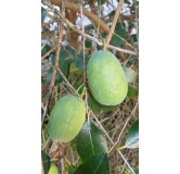 Feijoa sellowiana / Goyave verte