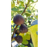 Ficus carica 'Brown Turkey' / Figuier 'Brown Turkey'