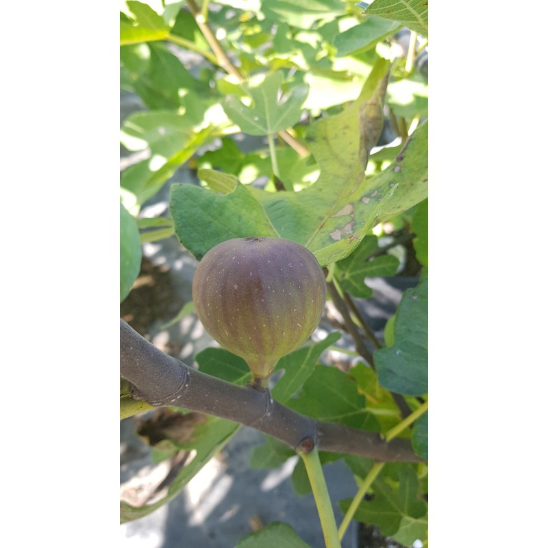 Ficus carica 'Grise de Tarascon' / Figuier Violette Dauphine