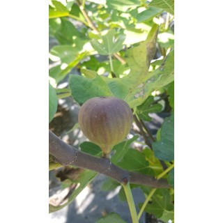 Ficus carica 'Grise de Tarascon' / Figuier Violette Dauphine