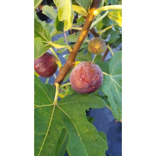 Ficus carica 'Ronde de Bordeaux' / Figuier 'Ronde de Bordeaux'