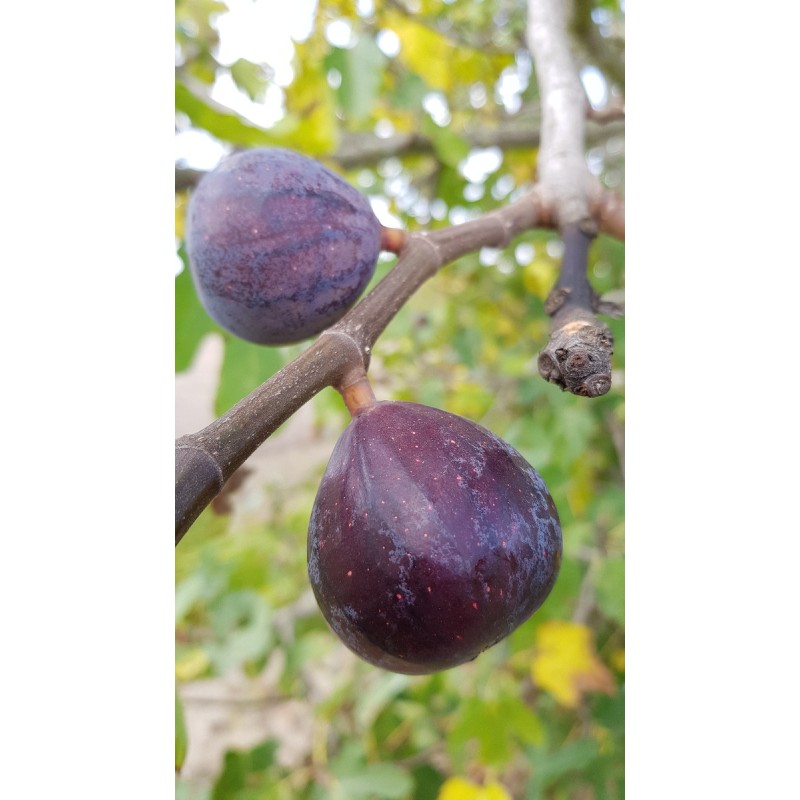 Ficus carica 'Noire de Bellone' / Figuier Noire de Bellone