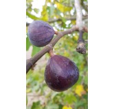 Ficus carica 'Noire de Bellone' / Figuier Noire de Bellone