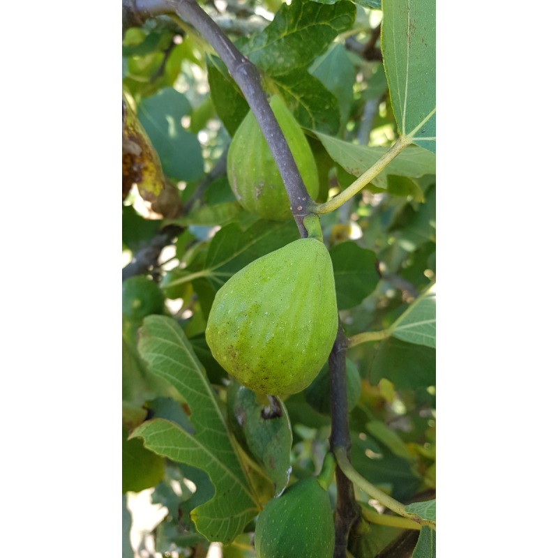 Ficus carica 'Madeleine Jaune' / Figuier 'Madeleine Des 2 Saisons'