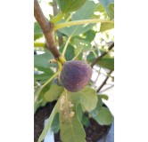 Ficus carica 'Brunswick' / Figuier 'Brunswick'