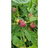 Rubus idaeus 'Heritage' / Framboisier 'Heritage' (Remontant)