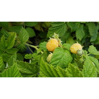 Rubus idaeus 'Fall Gold' / Framboisier 'Fall Gold' (Non remontant)