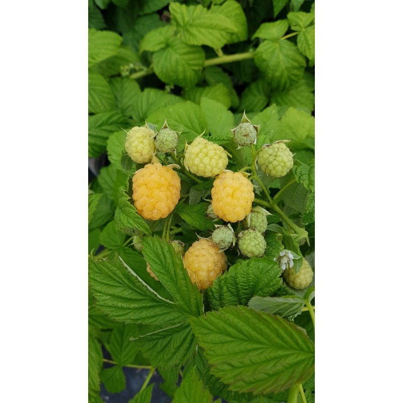 Rubus idaeus 'Promyk' / Framboisier 'Promyk' (Remontant)