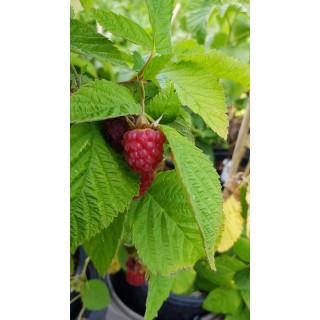 Rubus idaeus 'Paris'Â® / Framboisier 'Paris'Â® (Remontant)