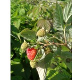 Rubus idaeus 'Enrosadira'Â® / Framboisier 'Enrosadira'Â® (Remontant)