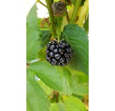 Rubus fruticosus 'Thornfree' / Murier 'Thornfree' (Sans Ã©pine)