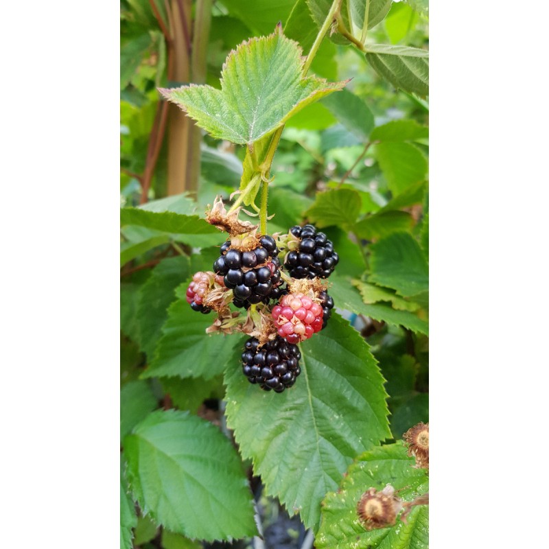 Rubus fruticosus 'Dirksen' / Murier 'Dirksen' (Sans Ã©pine)