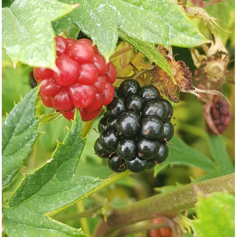 Rubus fruticosus 'Oregon' / Murier 'Oregon' (Sans Ã©pine)