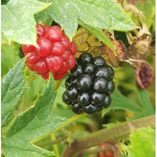 Rubus fruticosus 'Oregon' / Murier 'Oregon' (Sans Ã©pine)