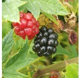 Rubus fruticosus 'Oregon' / Murier 'Oregon' (Sans Ã©pine)