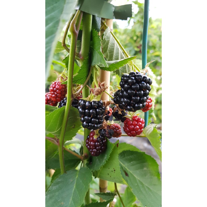 Rubus fruticosus 'Mont Blanc' / Murier 'Mont Blanc'