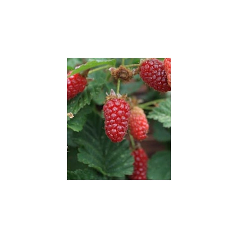 Rubus fruticosus x idaeus 'Tayberry' / MÃ»re framboise