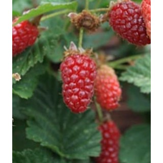 Rubus fruticosus x idaeus 'Tayberry' / MÃ»re framboise