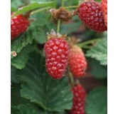 Rubus fruticosus x idaeus 'Tayberry' / MÃ»re framboise