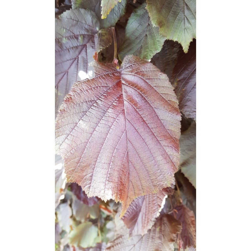 Corylus maxima 'Purpurea' / Noisetier pourpre