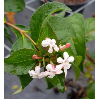 Abelia mosanensis / Abelie parfumÃ©e