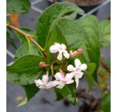 Abelia mosanensis / Abelie parfumÃ©e