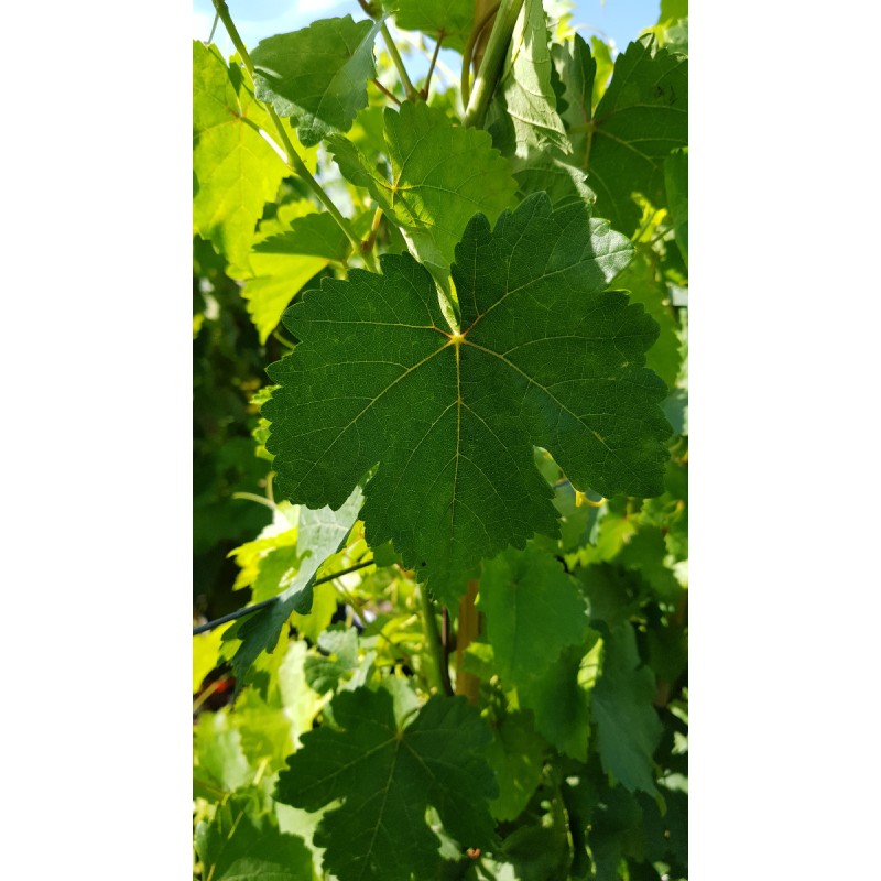 Vitis vinifera 'Chasselas rose' / Vigne 'Chasselas rose'