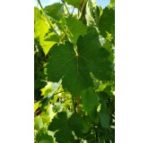 Vitis vinifera 'Chasselas rose' / Vigne 'Chasselas rose'