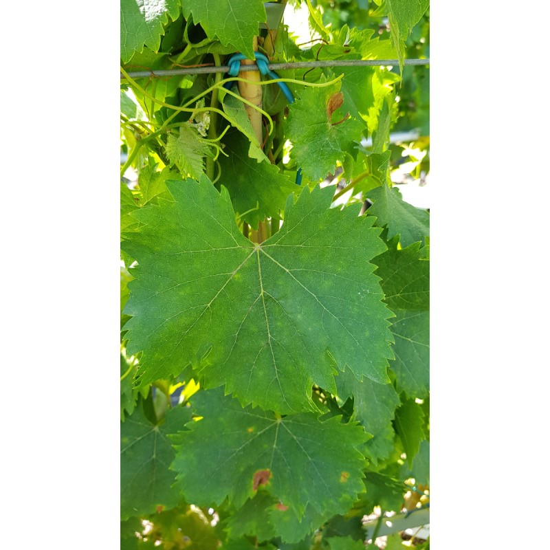 Vitis vinifera 'Muscat d'Alexandrieâ€™ / Vigne 'Muscat d'Alexandrieâ€™