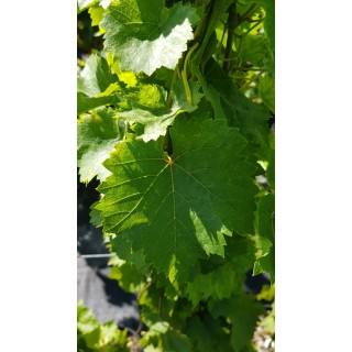 Vitis vinifera 'Perle de Csaba' / Vigne 'Perle de Csaba'